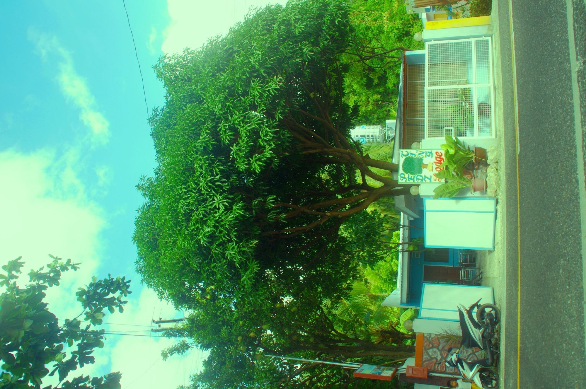 Pedz Cing Mango Lodge Oslob Exterior foto